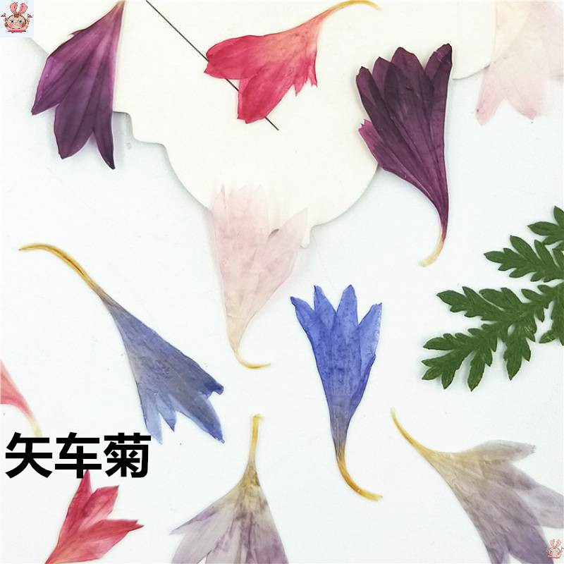 20 Plant Specimens, Cornflower - Resin Jewelry Kit review and price