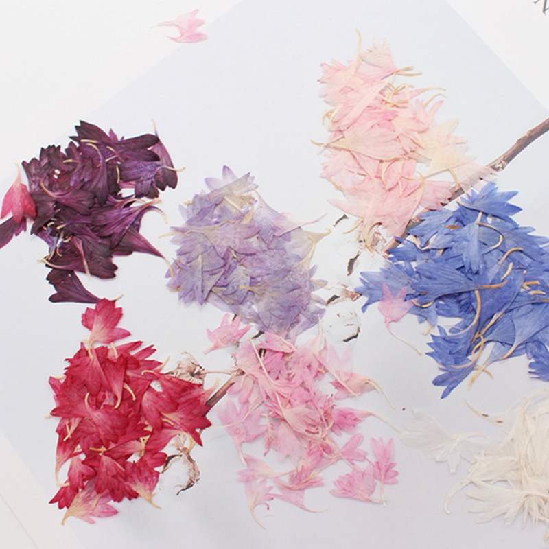 20 Plant Specimens, Cornflower - Resin Jewelry Kit review and price