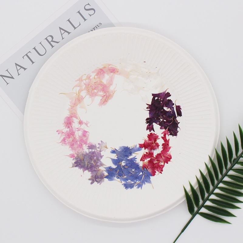 20 Plant Specimens, Cornflower - Resin Jewelry Kit review and price
